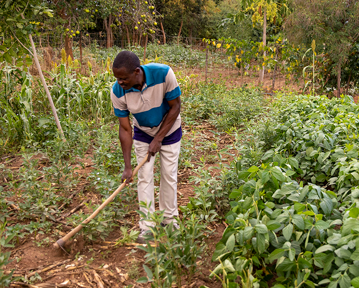 man tends to garden